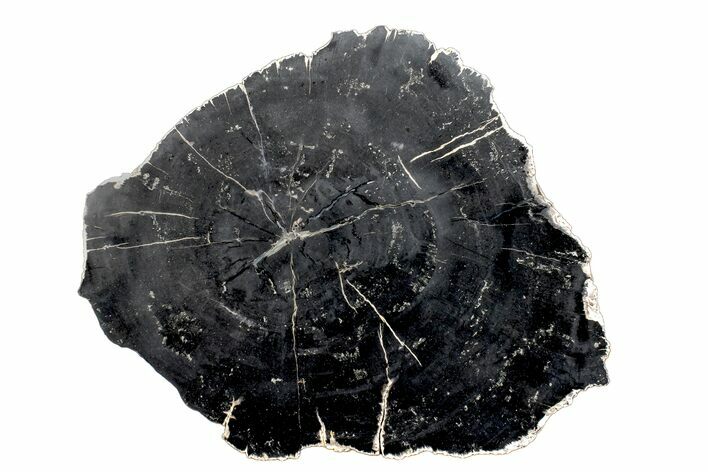 Polished Petrified Wood (Sloanea) Slab with Pyrite - Texas #168303
